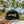 Load image into Gallery viewer, Black Gold